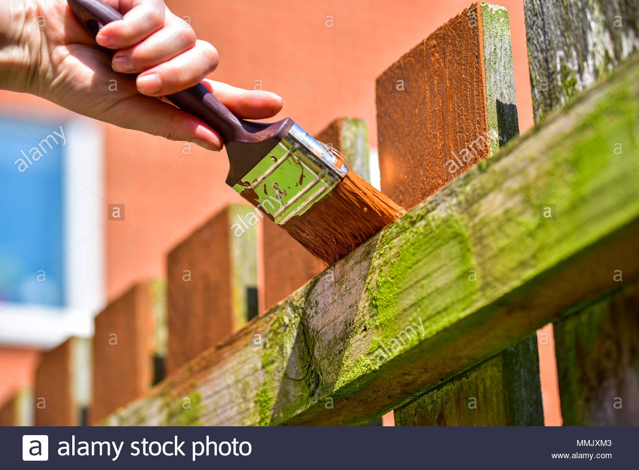 1300x957 Female's Hand With Paintbrush Painting Wooden Fence With Brown - Paintbrush Painting