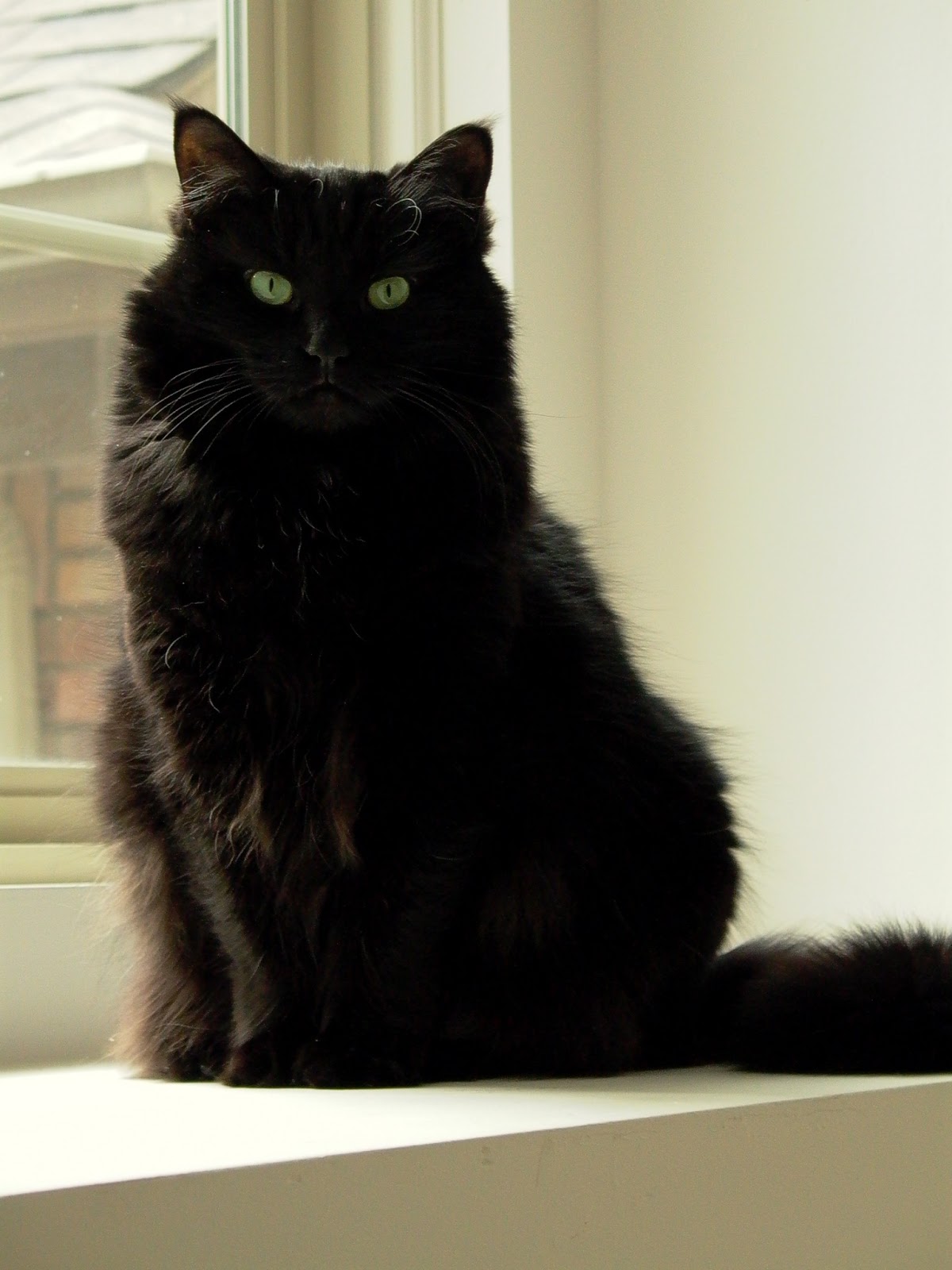 1200x1600 Power Of The Flower Black Cat Oil Painting - Painting A Black Cat