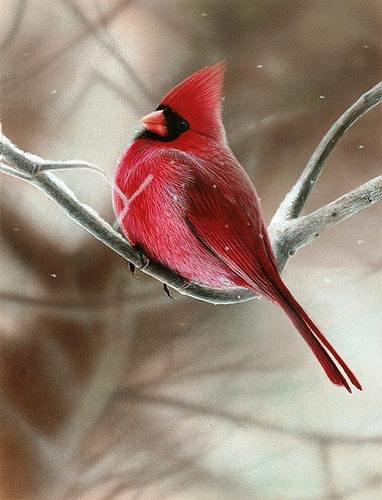 382x500 Painting Of A Cardinal On A Snowy Branch - Painting A Cardinal