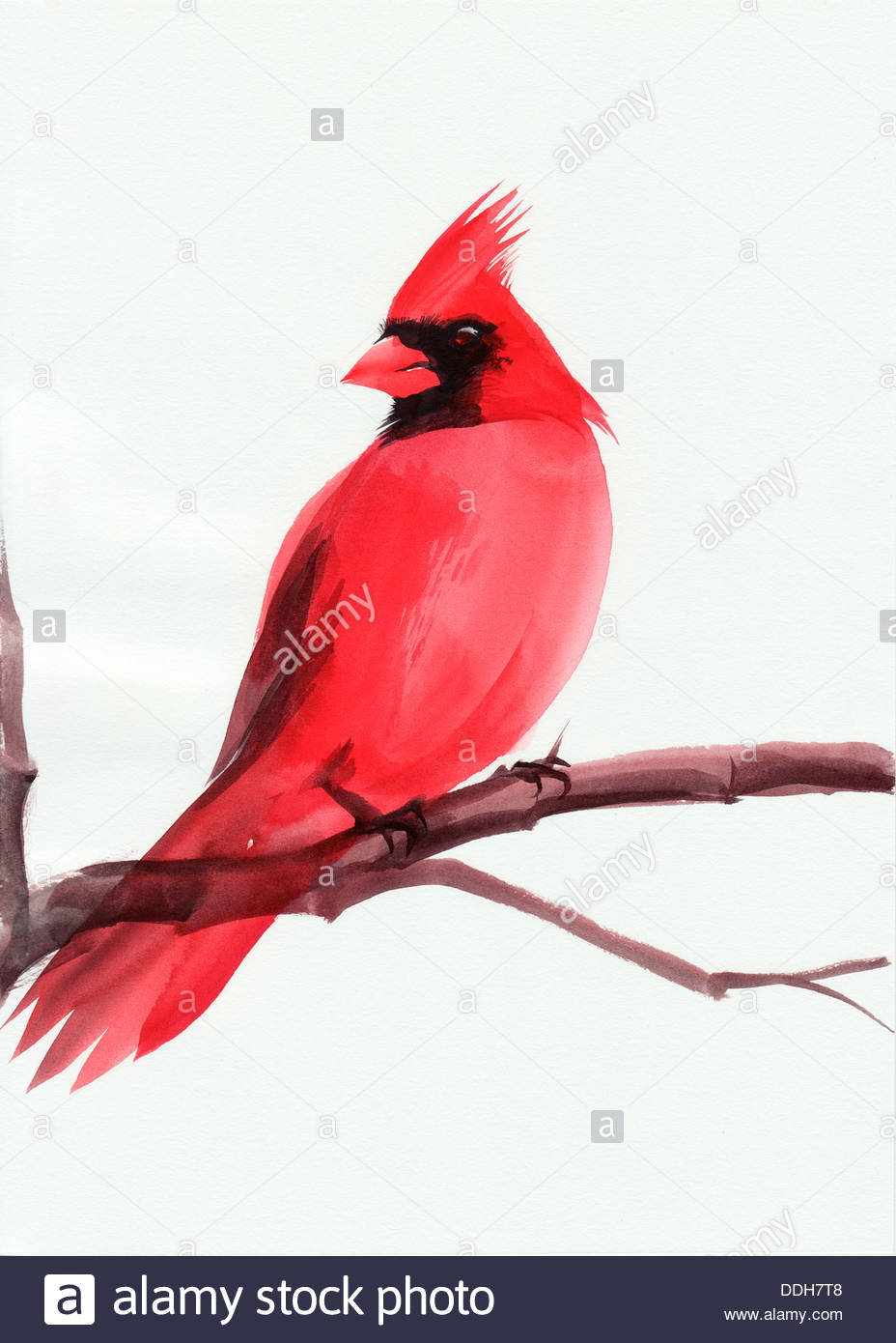 928x1390 Watercolor Painting Of Cardinal Bird Sitting On A Branch Stock - Painting A Cardinal