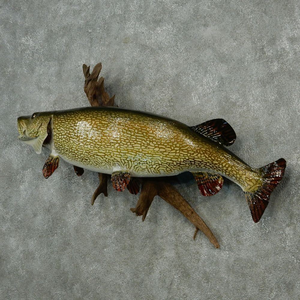 1000x1000 Northern Pike Fish Mount - Painting A Northern Pike