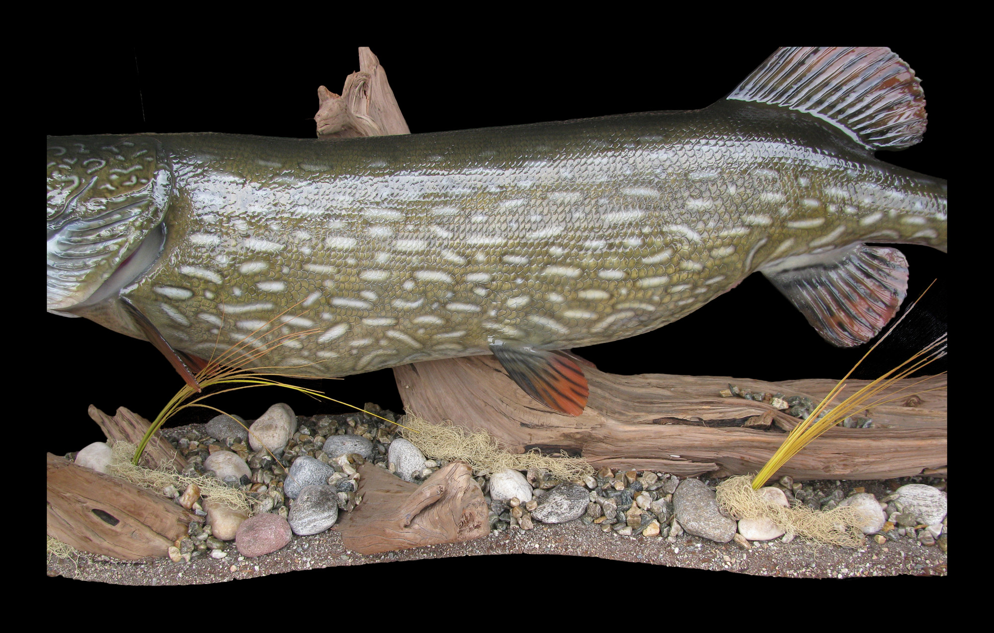 2000x1275 Northern Pike Fish Mount And Fish Replicas Coast To Coast - Painting A Northern Pike