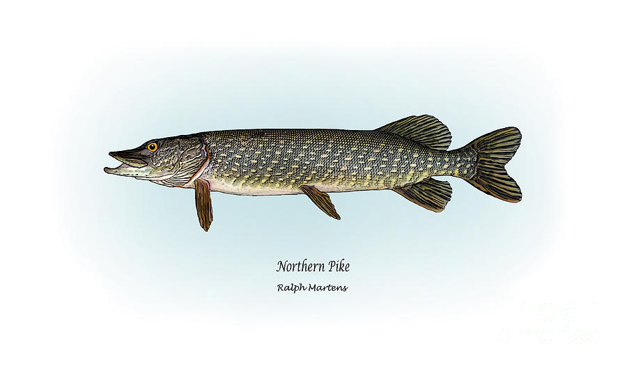 900x529 Northern Pike Painting By Ralph Martens - Painting A Northern Pike