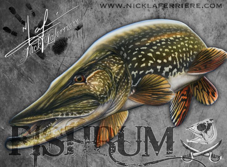 736x543 The 380 Best Northern Pike Images On Fishing, Fishing - Painting A Northern Pike