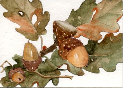 400x286 Original Aceo Watercolor Painting, Acorns And Oak Leaves, Fall - Painting Acorns