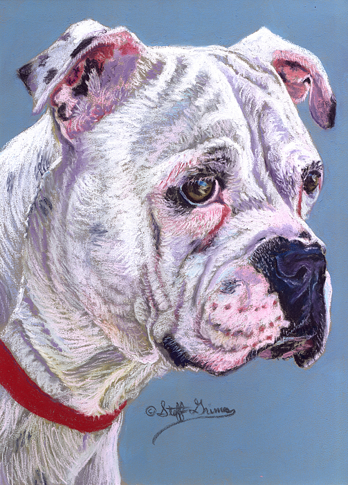 503x700 American Bulldog Painting By Stephanie Grimes - Painting American Bulldog