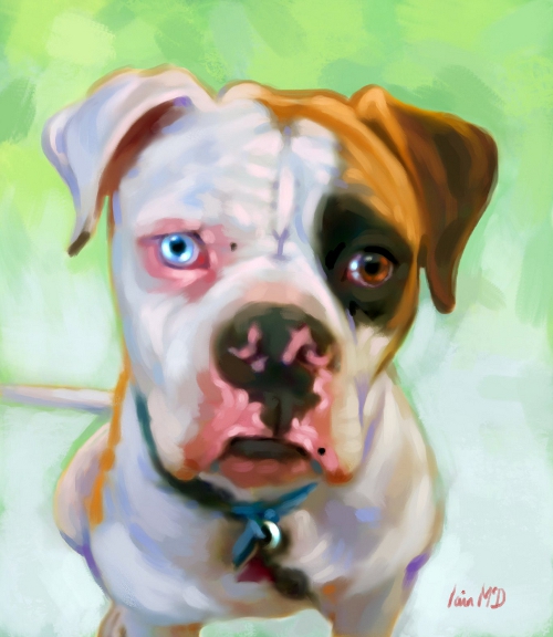 500x576 American Bulldog Portrait - Painting American Bulldog