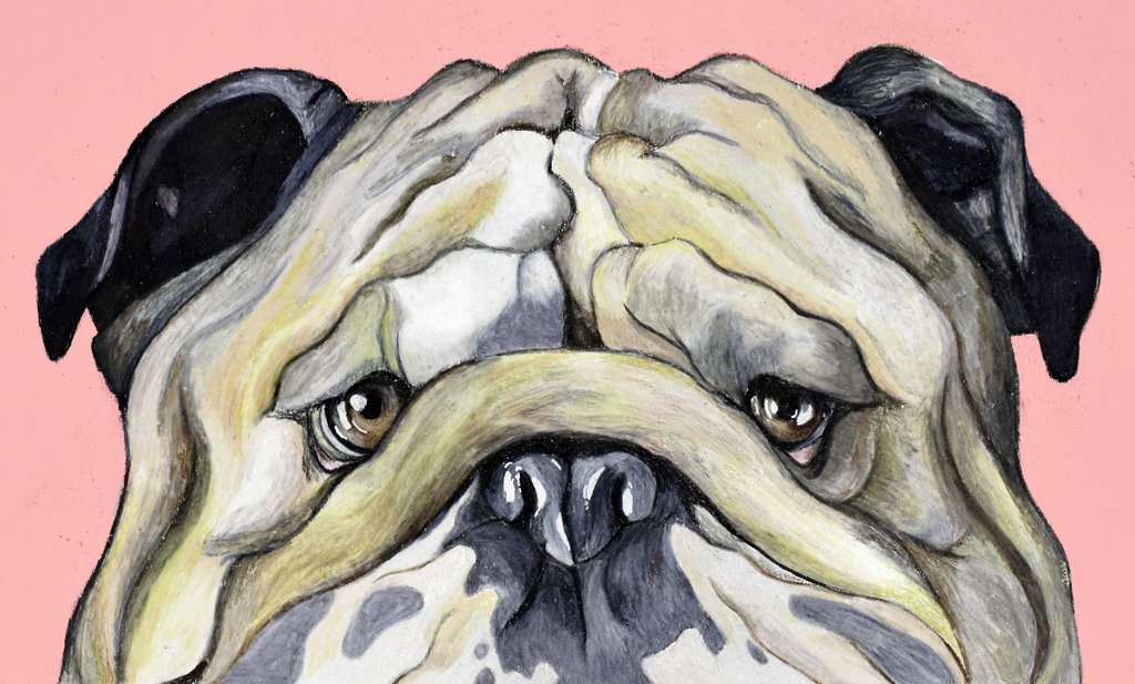 1024x617 Ruby American Bulldog Dog Wall Art Print Painting By Mia Kosarek - Painting American Bulldog