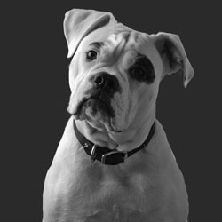 250x250 Work In Progress Of American Bulldog, Original Pencil Portrait By - Painting American Bulldog