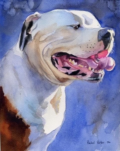 479x600 American Bulldog Art Print By Rachelsstudio On Etsy - Painting American Bulldog