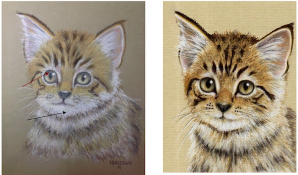 600x352 Creating Contrast In Animal Eyes Colin Bradley Art - Painting Animal Eyes