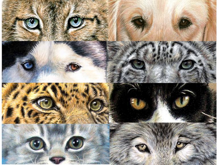 770x578 Saatchi Art Animal Eyes Painting By Nicole Zeug - Painting Animal Eyes