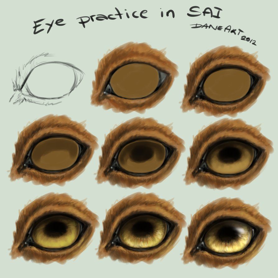 894x894 Painting Animal Eyes - Painting Animal Eyes