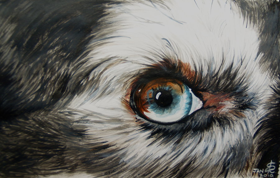 900x574 Animal Eye By Treehugginhippie - Painting Animal Eyes
