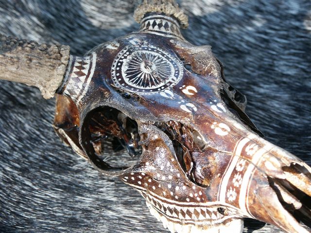 640x480 Animal Skull Taxidermy - Painting Animal Skulls