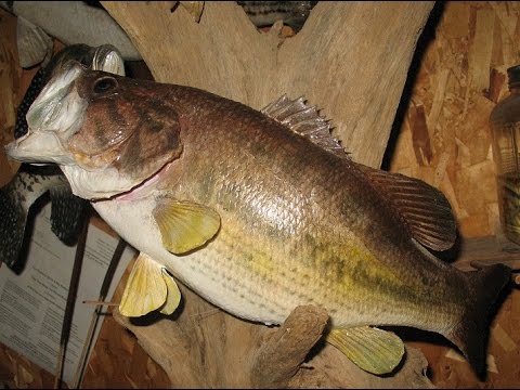 480x360 Fish Taxidermy - Painting Bass