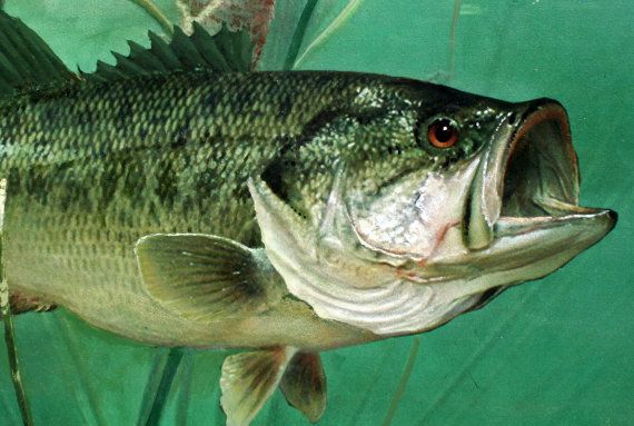 570x383 Largemouth Bass Giclee Art Print Canvas From Original Painting By - Painting Bass