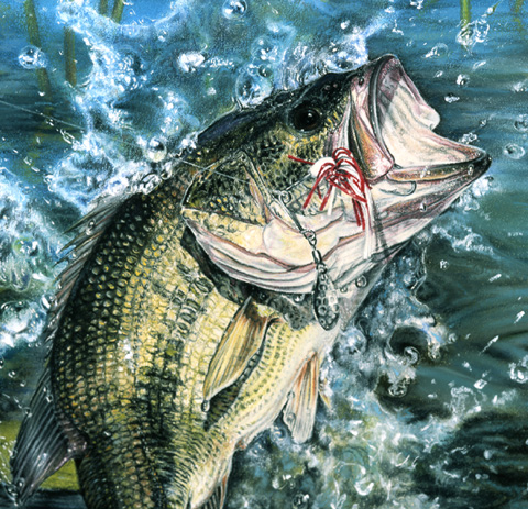 480x463 Pastel Largemouth Bass Painting - Painting Bass