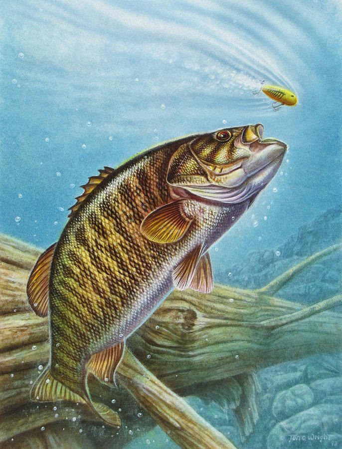 686x900 Smallmouth Bass Painting - Painting Bass
