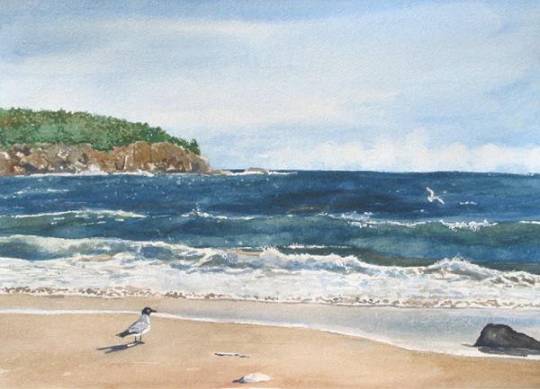 600x433 Laughing Gull On Sand Beach Sand Beach, Gull - Painting Beach Sand
