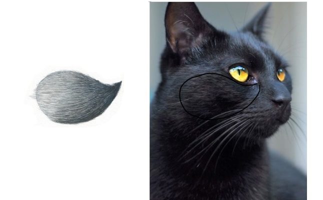 646x400 Learn To Paint Archives - Painting Black Cat