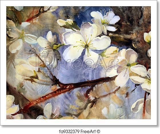 560x470 Free Art Print Of Watercolor Painting Of The Blooming. Watercolor - Painting Blooming