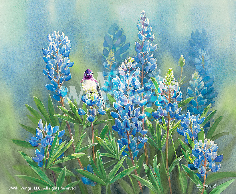 825x678 Costa's In Bluebonnets Hummingbird Original Watercolor Painting - Painting Bluebonnets
