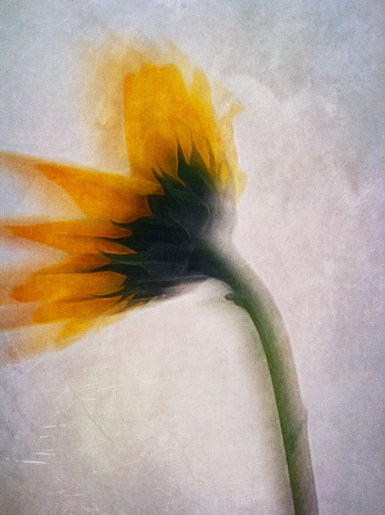 560x749 How To Create A Unique Flower Portrait Iphone Photo - Painting Blur