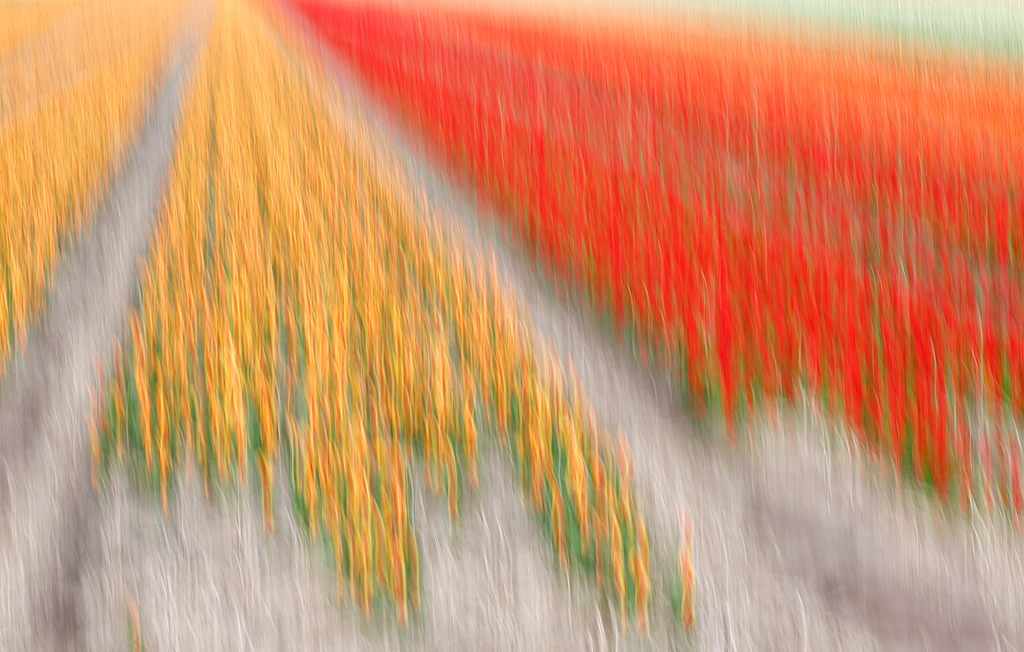 1024x652 Tulip Field Painting Arthur Morrisirds As Art - Painting Blur