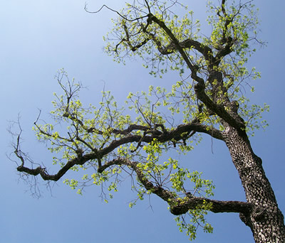 400x342 Tree Branch Drawing Art Lesson - Painting Branch