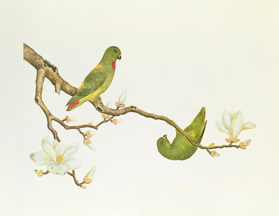 900x696 Blue Crowned Parakeet Hannging On A Magnolia Branch Painting By - Painting Branch