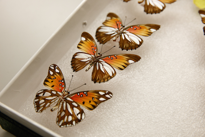 700x467 Scientists Find - Painting Butterfly Wings