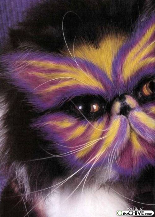 500x698 Image Detail - Painting Cats Fur