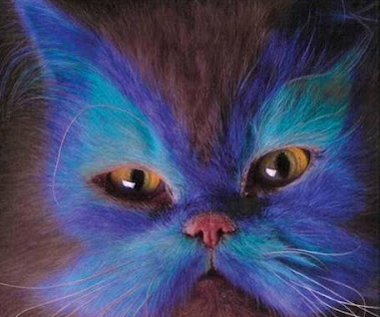 380x317 Painted Cats 20 Pictures You Won'T Believe - Painting Cats Fur