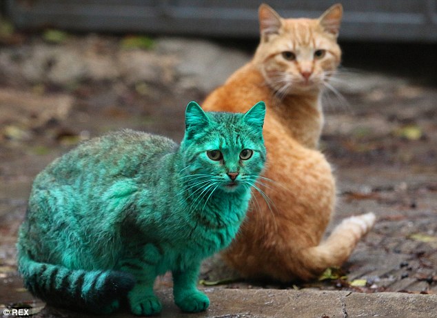634x461 Stray Green Cat Turns Heads After Sleeping On Heap Of Synthetic - Painting Cats Fur