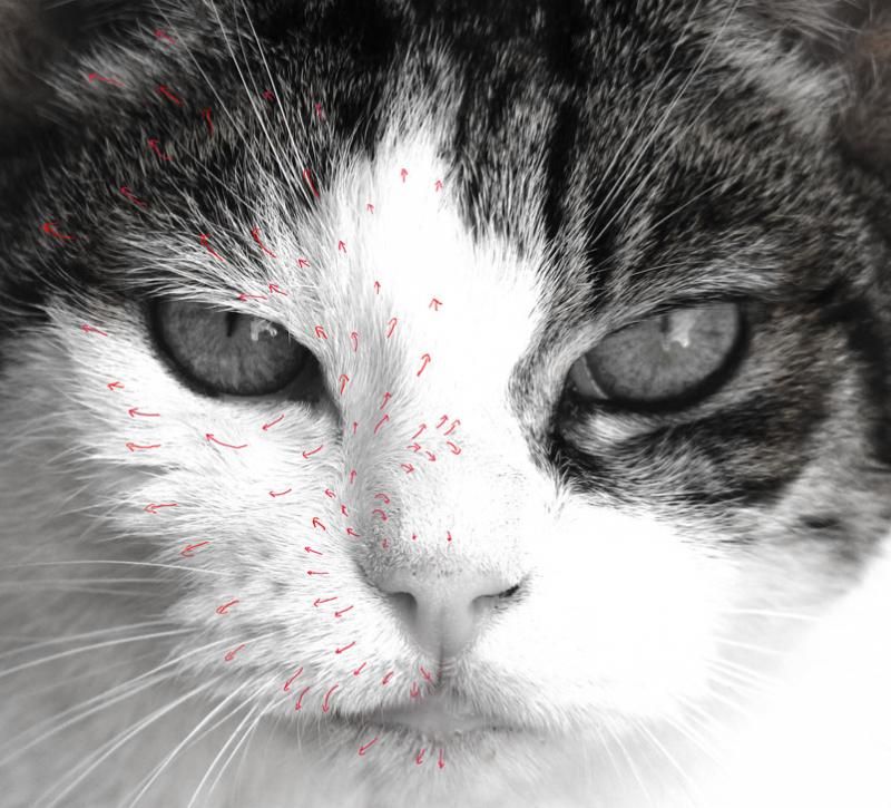 800x725 Tutorial, How To Paint Or Draw Cat Fur - Painting Cats Fur