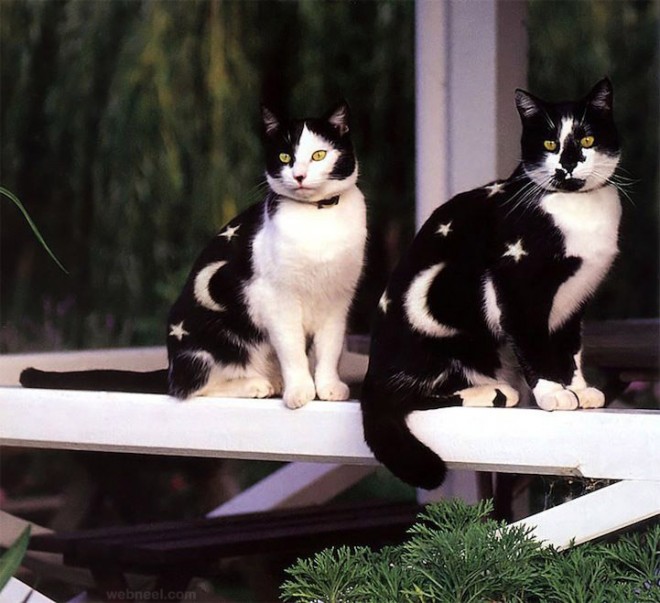 660x603 Painting On Cats Fur - Painting Cats Fur