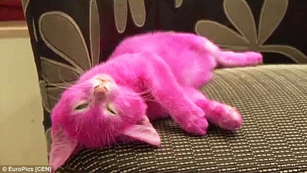 634x357 Elena Lenina Paints Kitten Pink For Party And The Cat Later Dead - Painting Cats Fur