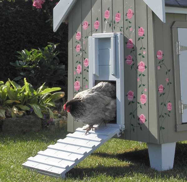 Our Chicken Coop A Story Of Chickens Housewives Of Riverton