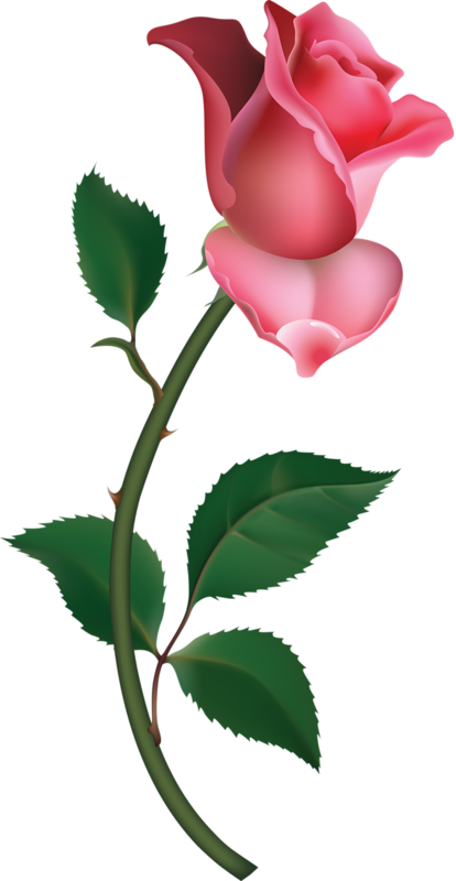 414x800 Large Pink Rose Bud Painting Png Clipartu200b Gallery Yopriceville - Painting Clipart Free