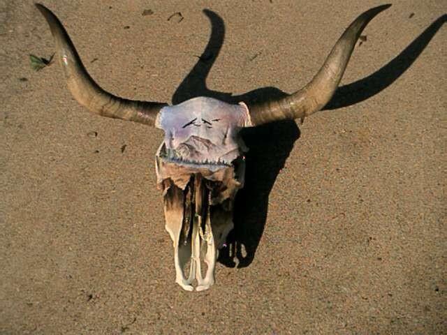 640x480 More Painted Cow Skulls Amp Artwork!! - Painting Cow Skulls