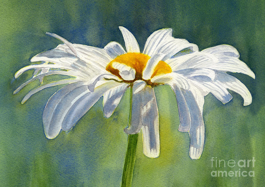 900x635 Shasta Daisy Blossom With Blue Background Painting By Sharon Freeman - Painting Daisy