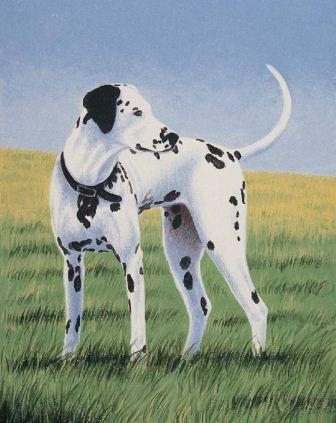 336x423 How To Paint A Dalmation - Painting Dalmatian Spots