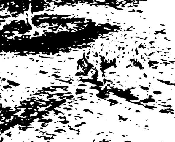 590x478 Mysterious Dots Optical Illusion - Painting Dalmatian Spots