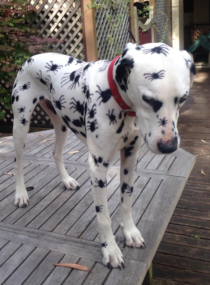 706x960 Spider Spots Aww - Painting Dalmatian Spots