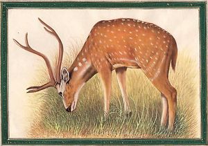 300x211 Indian Deer Painting Hand Painted Charming Wildlife Ethnic Animal - Painting Deer