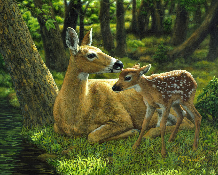 900x720 Whitetail Deer - Painting Deer