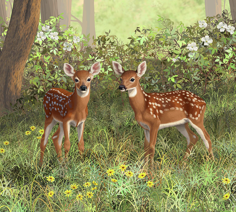 900x810 Whitetail Deer Twin Fawns Painting By Crista Forest - Painting Deer