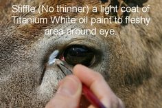 236x157 17 Best Deer Eye Painting Images On Deer Eyes - Painting Deer Eyes