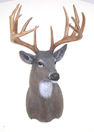 321x450 Kent Jacobson's Fish And Wildlife Art , Sculpture And Jewelry 2 - Painting Deer Eyes
